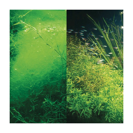 JBL PHOSEX RAPID 250ML